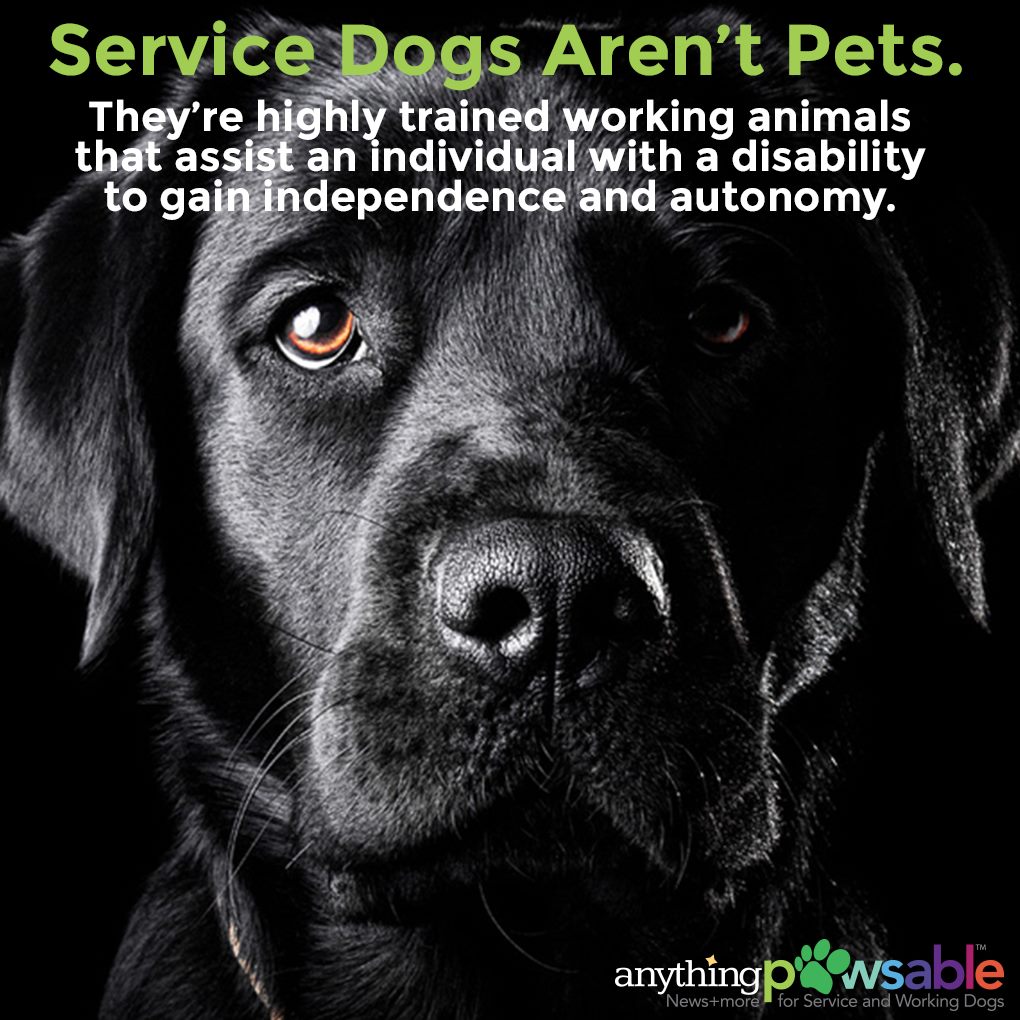 Service Dogs are Not Pets