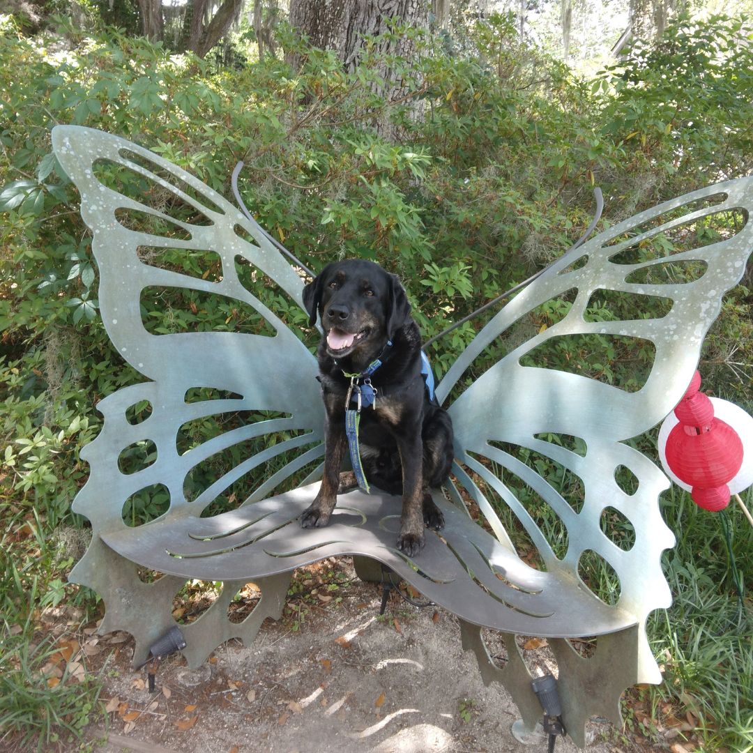 Aiden on butterfly bench