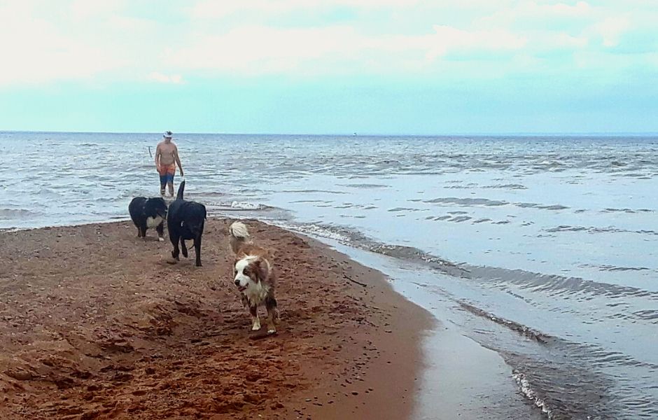 three dogs on beach