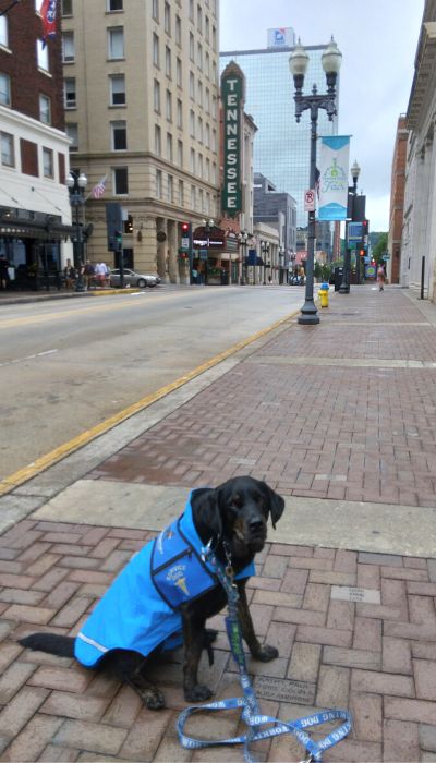 Aiden in downtown Knoxville